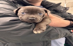 Staffordshire Bull Terrier dogs for sale: Blue staffy pup for sale - Image 4