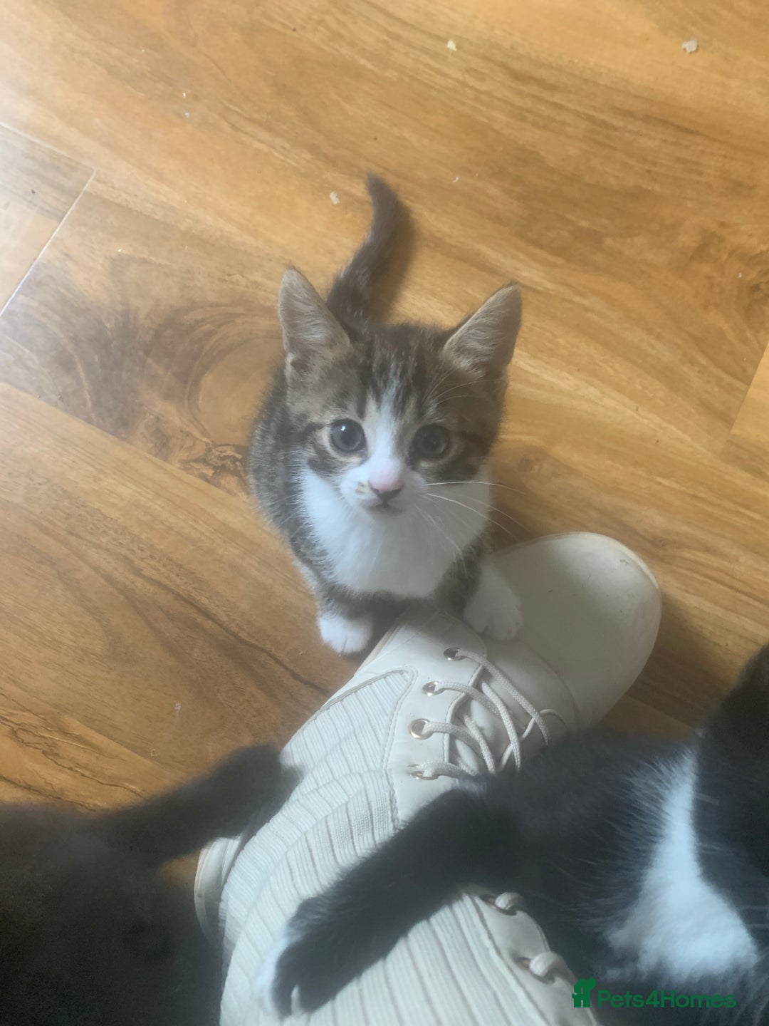 Bengal cats for sale: Bengal x - Image 23