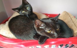 Mixed Breed cats for sale: 1 Male, 3x Female kittens - Image 9