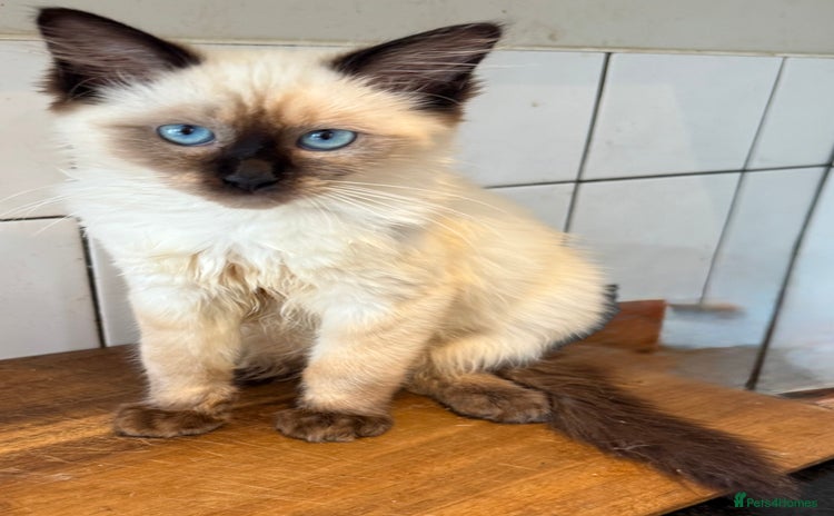 Ragdoll cats in West Malling - Advert 1