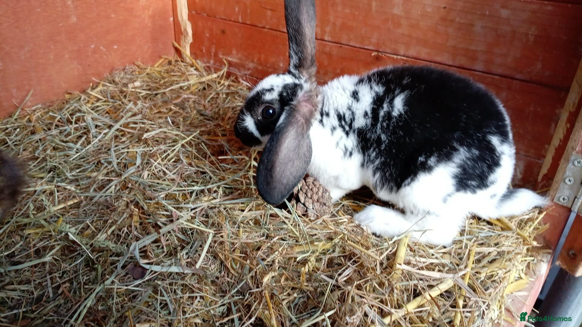 Mini Lion Lop rabbits  baby rabbits available now  - Advert 7