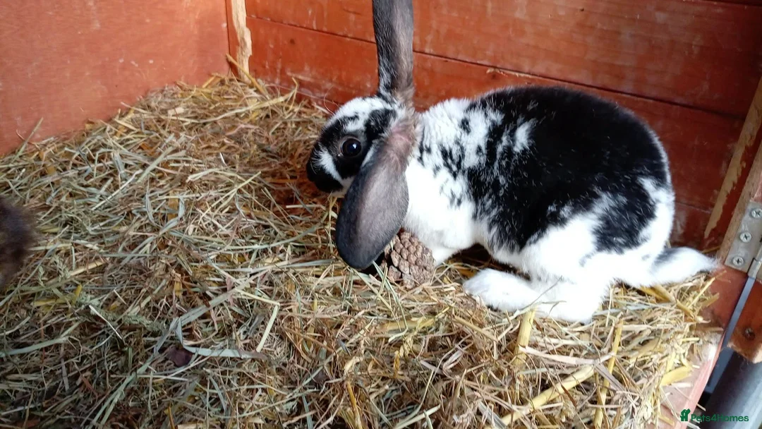 Mini Lion Lop rabbits for sale:  baby rabbits available now  - Advert 1