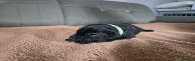 Cane Corso 4