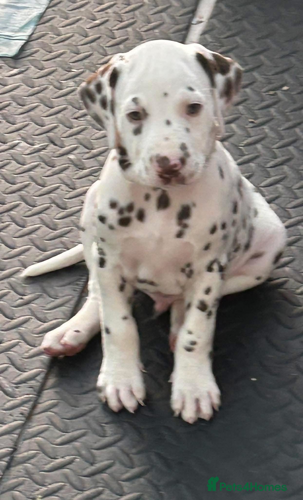 Dalmatian dogs Dalmatian Puppies - Advert 1