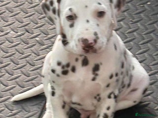 Dalmatian dogs Dalmatian Puppies - Advert 3