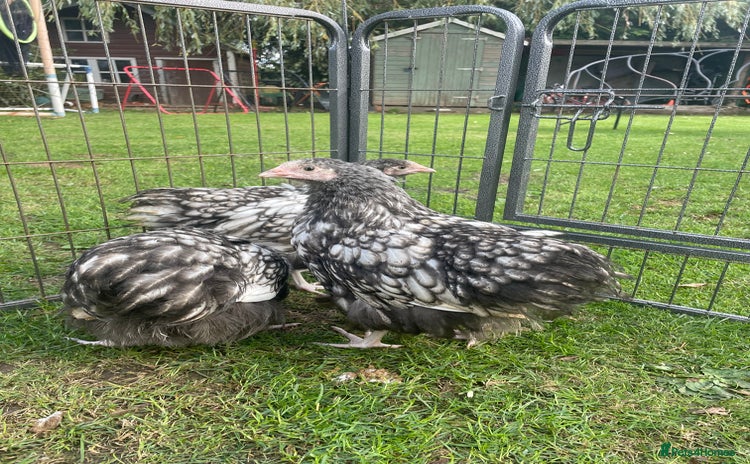 Chickens poultry - Advert 32