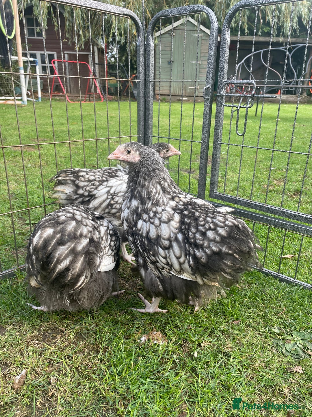 Chickens poultry for sale: Silver Laced Orpington Pair  - Image 2