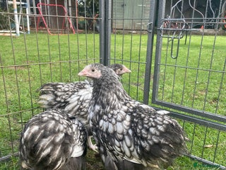 Chickens poultry - Advert 26