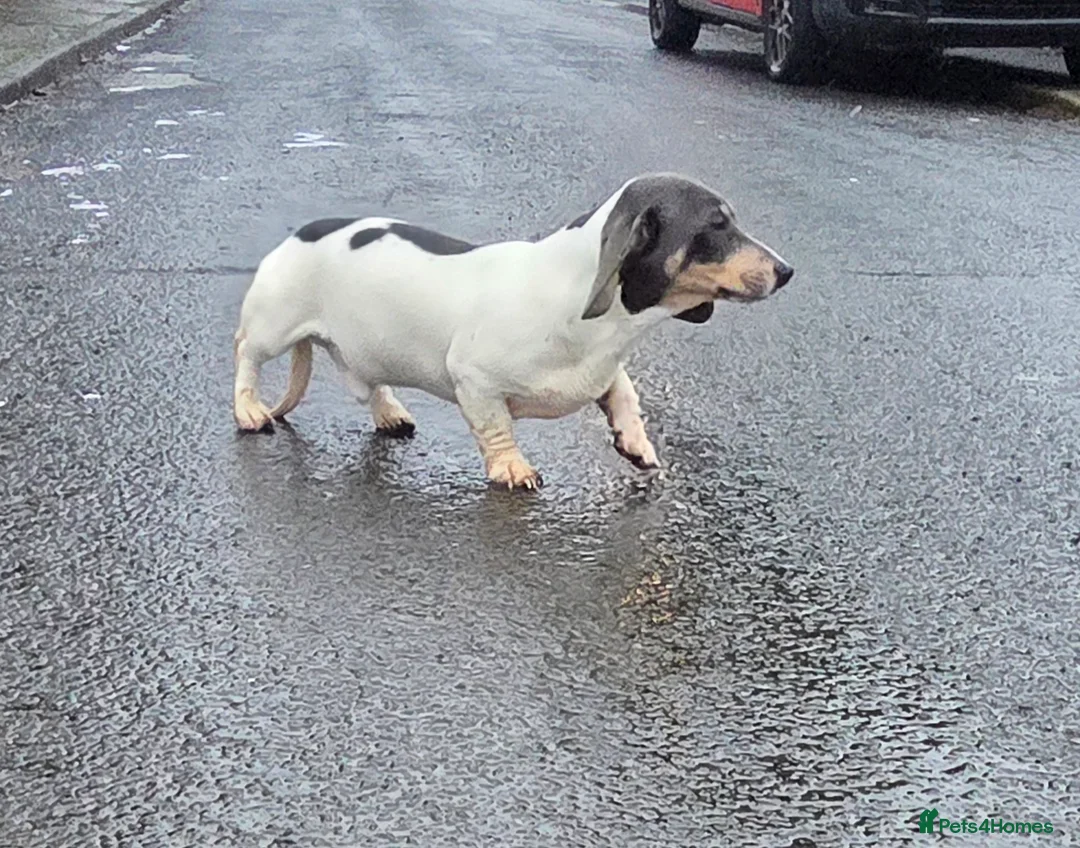 Miniature Dachshund dogs for stud: Blue & Tan pied mini daxi stud carrying choc - Advert 8