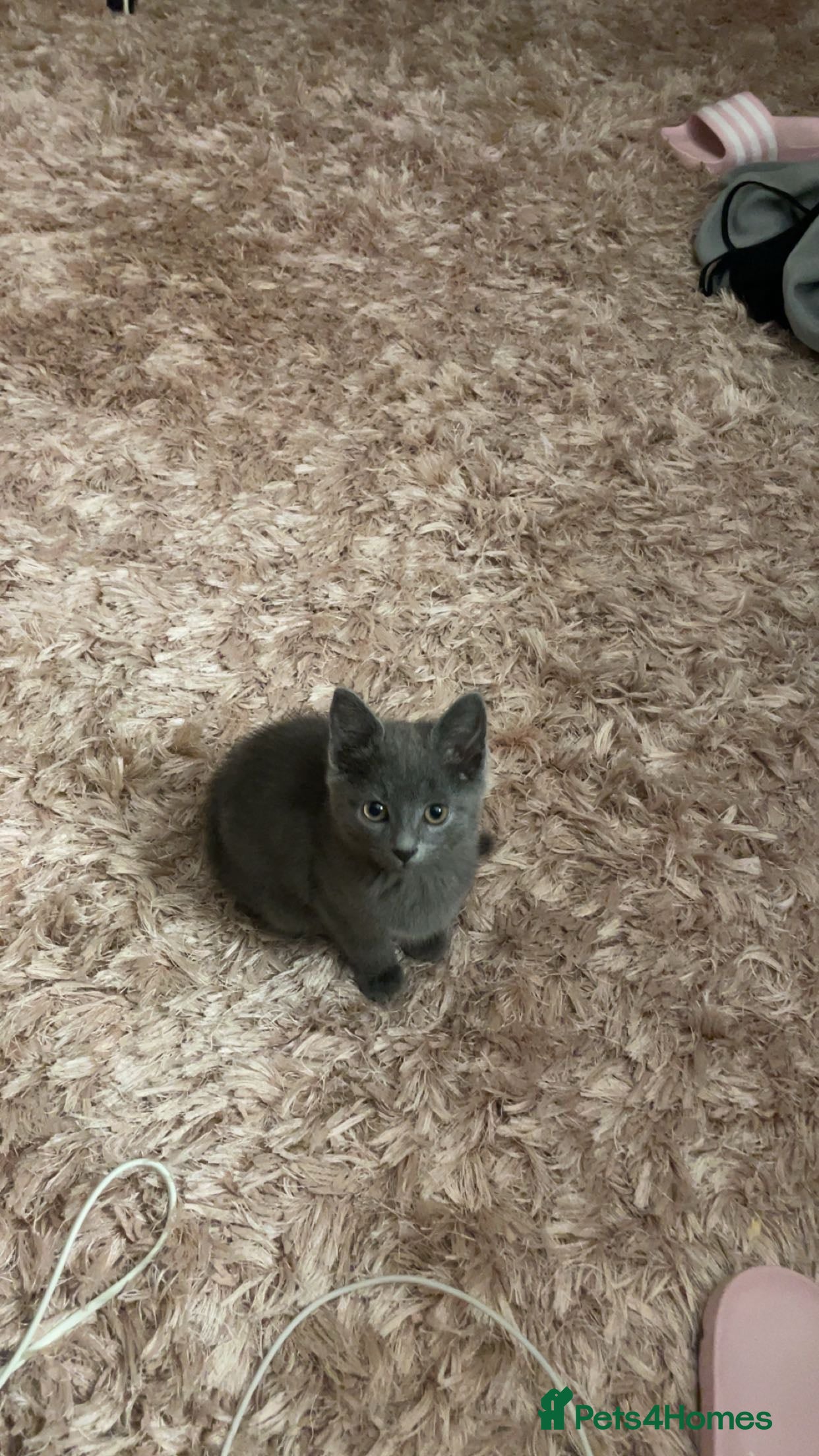 Mixed Breed cats Last boy looking for new home - Advert 9