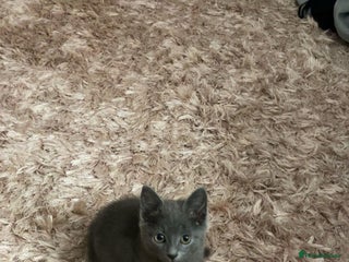 Mixed Breed cats Last boy looking for new home - Advert 2