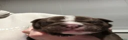Olde English Bulldogge dogs for sale: Olde English bulldog puppies  in Darlington - Advert 14