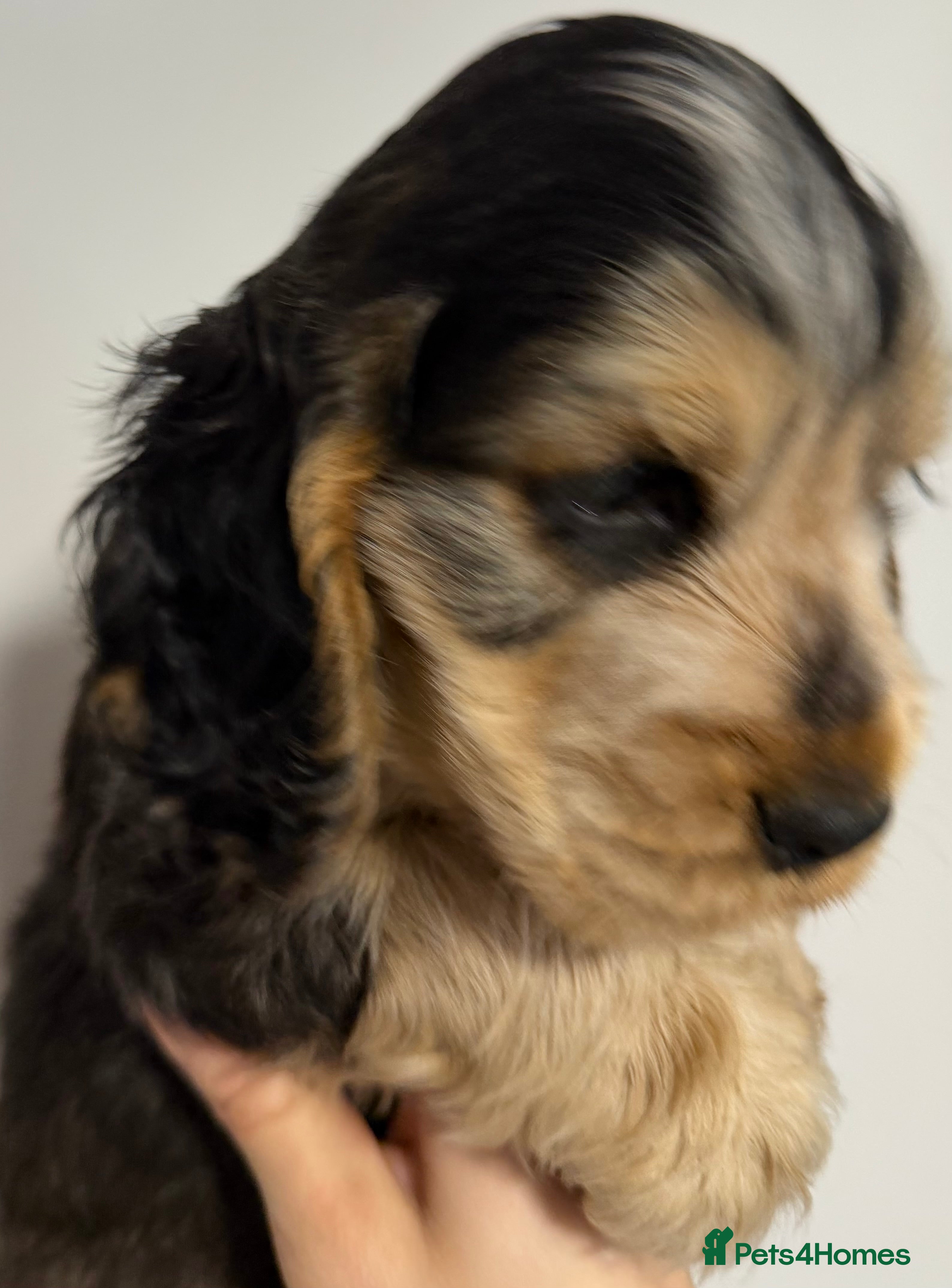 Cocker Spaniel dogs Champion Bloodlines KC Reg Show Cocker Spaniels - Advert 8