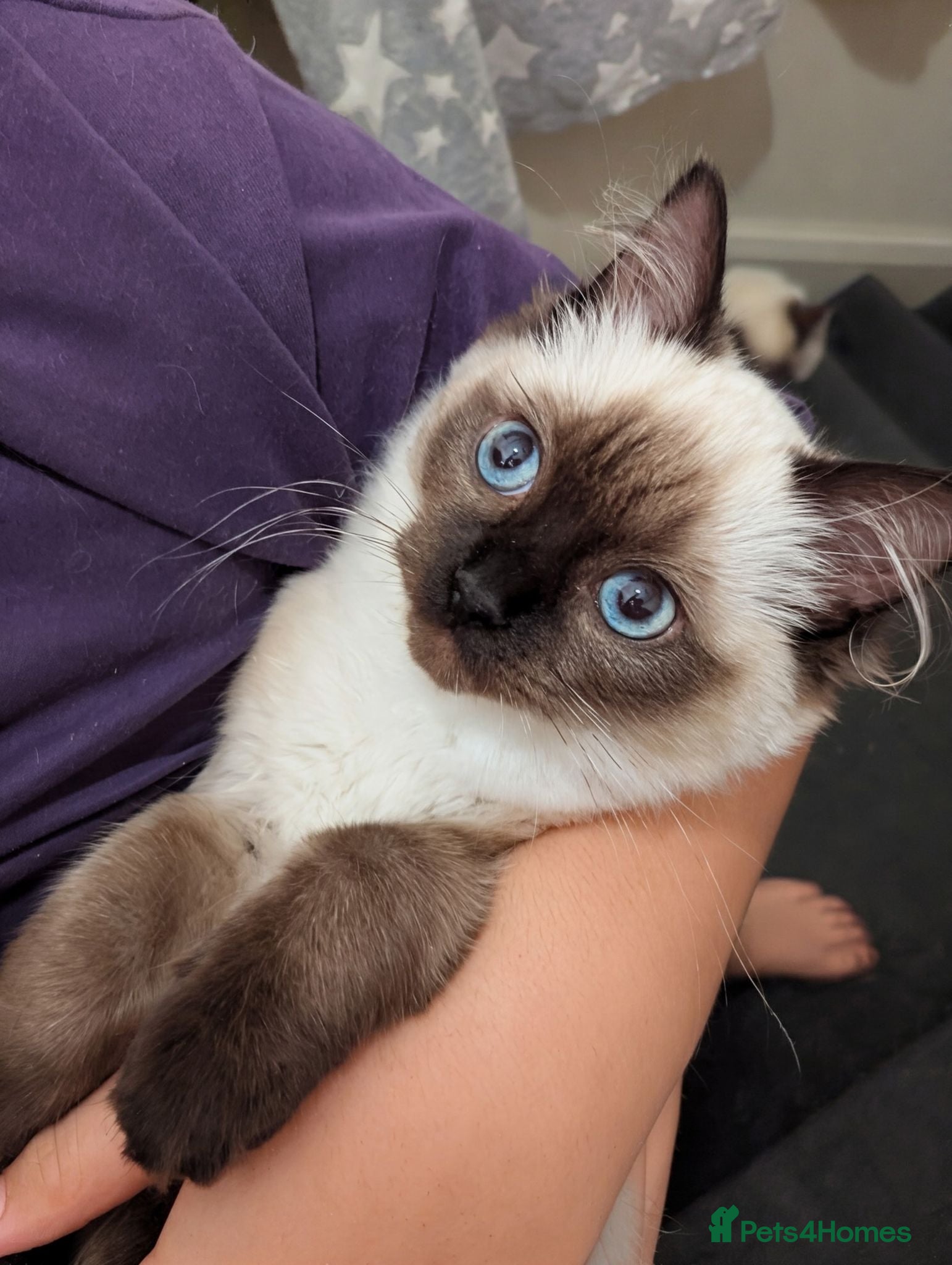 Ragdoll cats 💖💖Stunning seal mitted ragdoll💖💖 - Advert 17