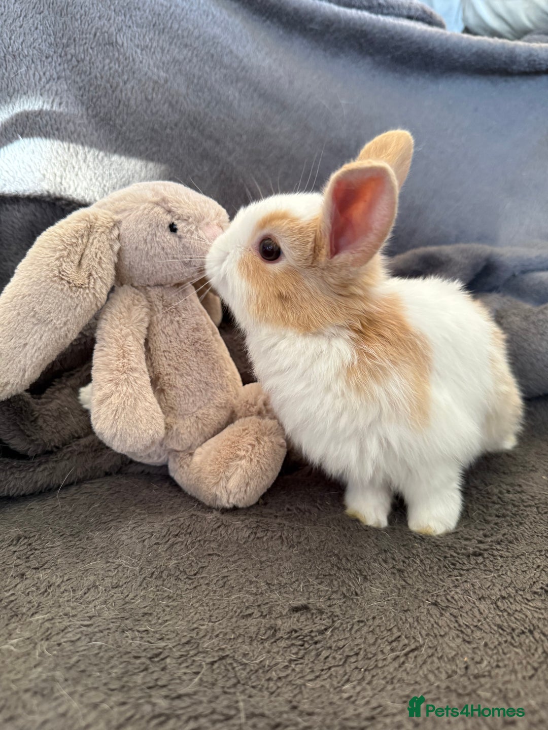 Mixed Breed rabbits for sale: Beautiful friendly baby bunnies ready in 4 weeks  - Advert 20