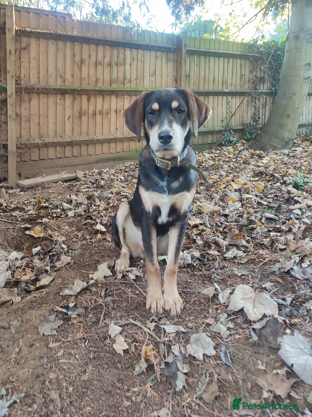 Coonhound dogs for adoption: Hound like loving Mike  - Advert 4