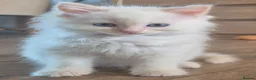 Ragdoll cats for sale: 100% pure ragdoll - Advert 8