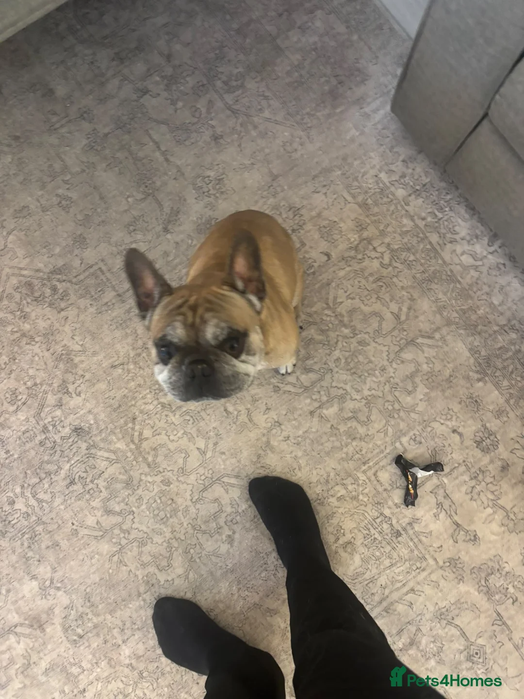 French Bulldog dogs for sale: French bull dog  - Advert 3