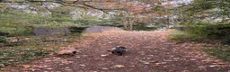 Miniature Dachshund dogs for sale: Male and female Dachshund for sale  - Advert 3