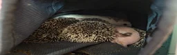 Pygmy Hedgehog rodents for sale: Baby African Pygmy Hedgehogs - Advert 7