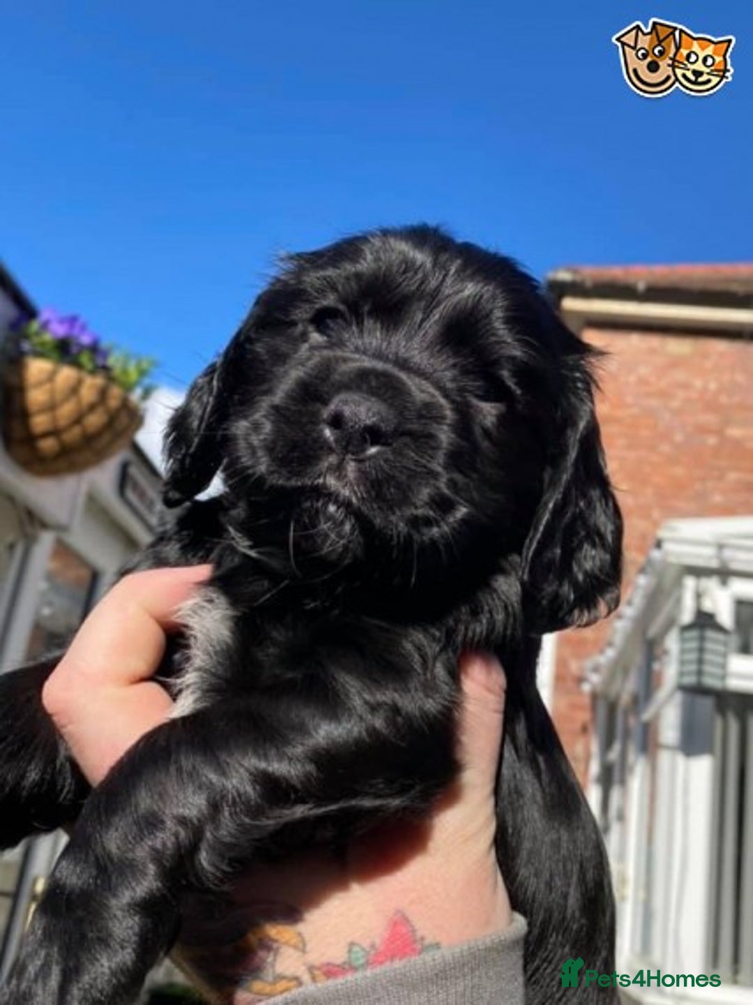 Cocker Spaniel dogs for stud: 🔥🔥AT STUD COCKER SPANIEL ROAN🔥🔥 in Newcastle upon Tyne - Advert 6