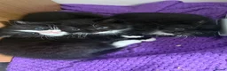 Mixed Breed cats for sale: Kittens - Advert 3