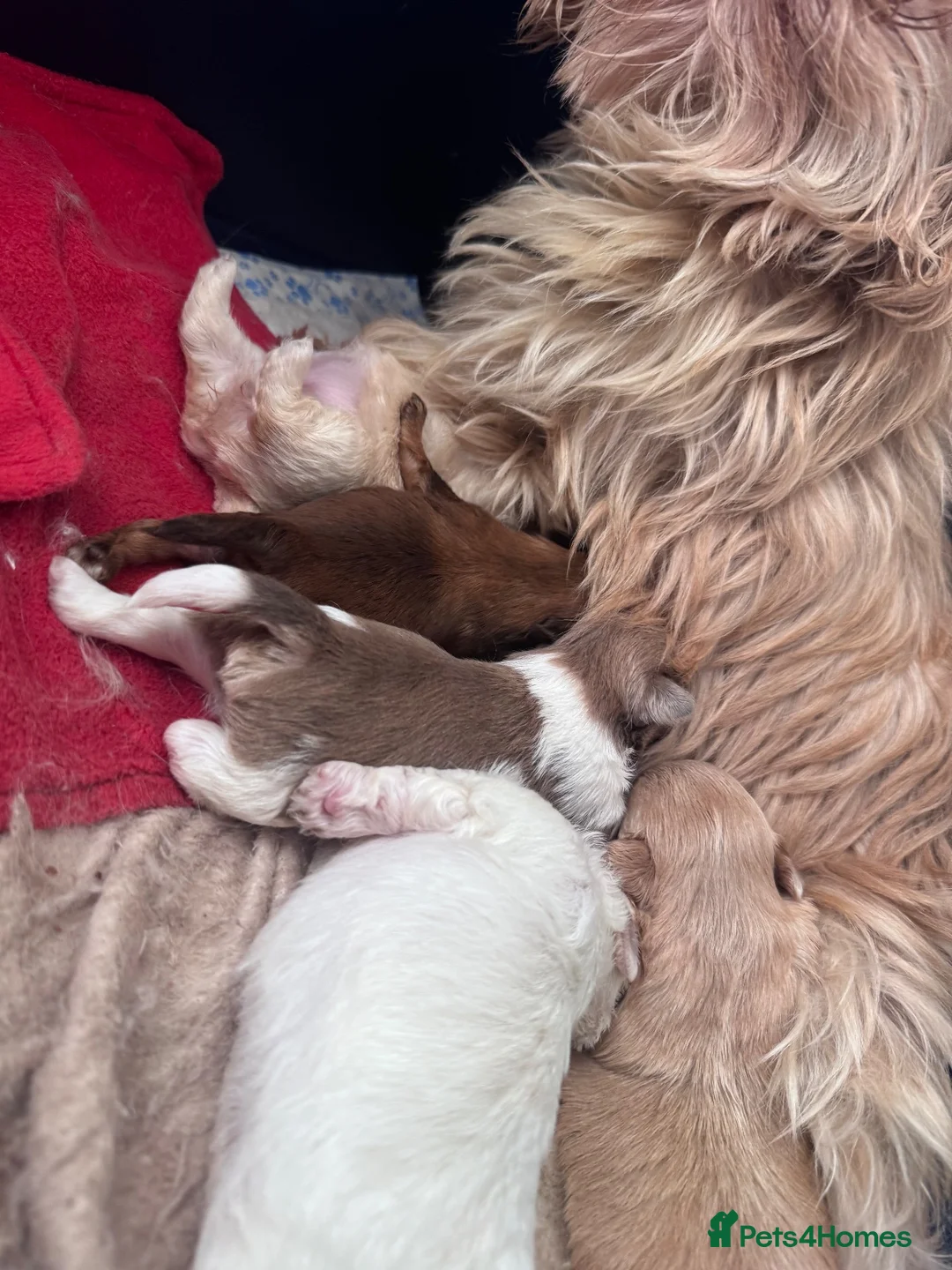 Shih Tzu dogs for sale: Mini Colourful Litter of Shihtzu  - Advert 7