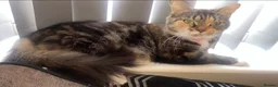 Mixed Breed cats for sale: 5 Beautiful Mixed Breed Kittens 🐾 - Advert 1