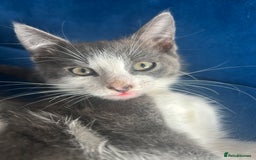 Mixed Breed cats for sale: Cute babies for sale! - Image 4