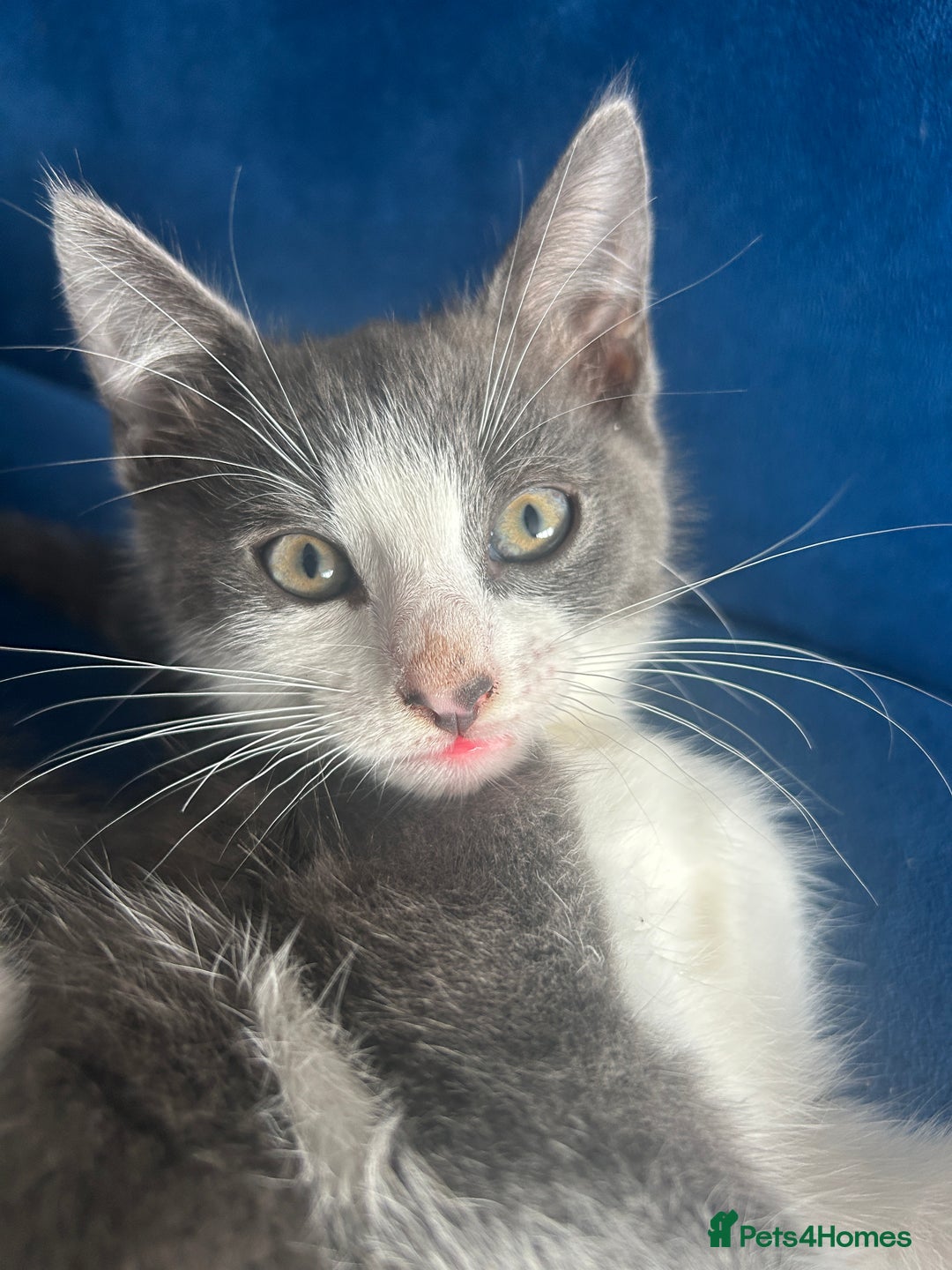 Mixed Breed cats for sale: Cute babies for sale! - Image 4