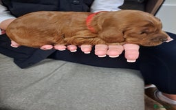 Cockapoo dogs for sale: Toy cockerpoo fox red puppy - Image 9