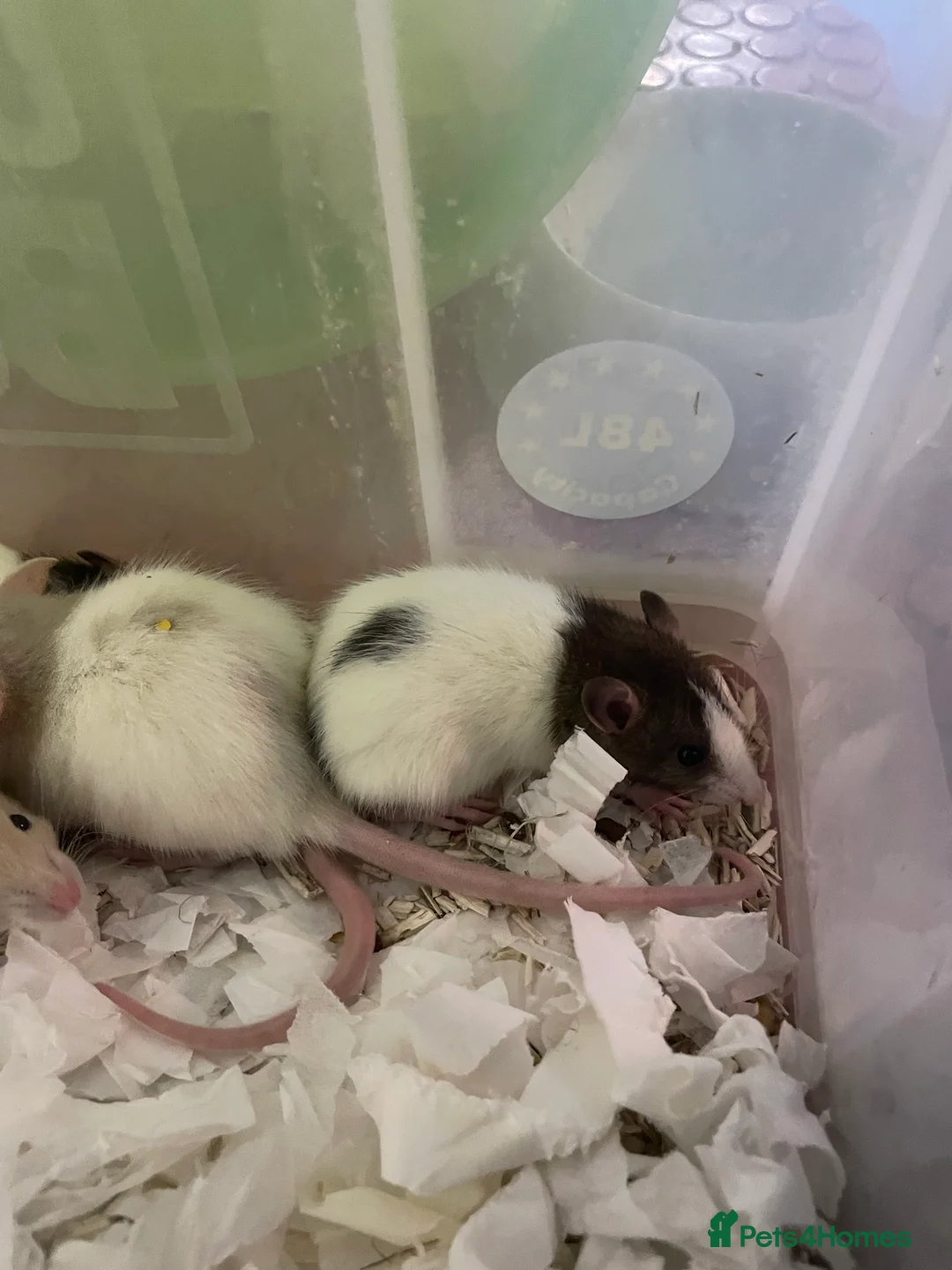 Rat rodents for sale: Baby rats for sale - Advert 2