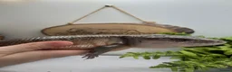 Skink reptiles for sale: Irian Jaya blue tongue skink  - Advert 4