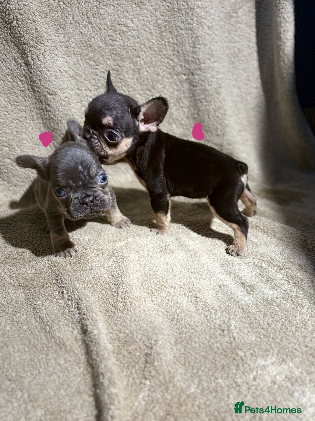 French Bulldog dogs for sale: Beautiful French bulldog puppies  - Image 5