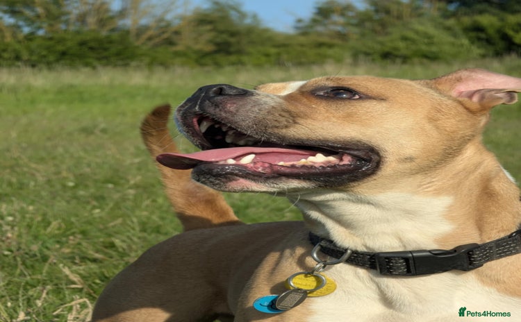 Mixed Breed dogs - Advert 1