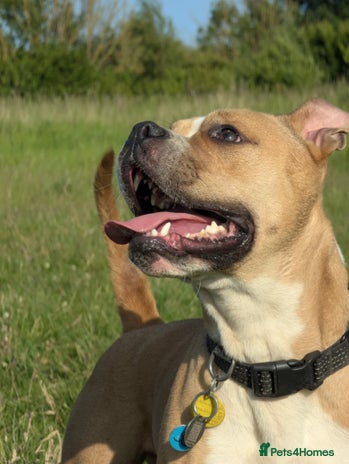 Mixed Breed dogs - Advert 1