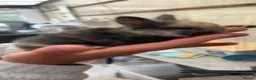 Mixed Breed rabbits for sale: Baby rabbits - Advert 6