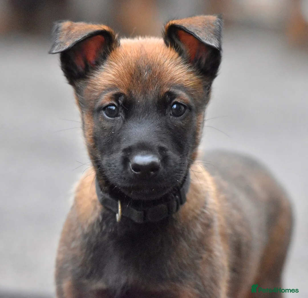 Belgian Shepherd Dog dogs for sale: Exclusive bloodlines  - Advert 1