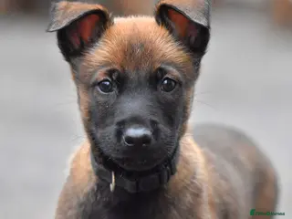 Belgian Shepherd Dog dogs Exclusive bloodlines - Advert 13