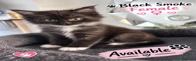 Maine Coon 7