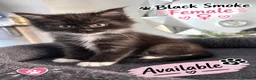 Maine Coon cats for sale: 2 females left ready now  - Advert 21