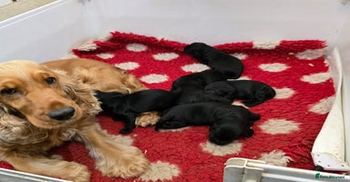 Cocker Spaniel dogs - Advert 9