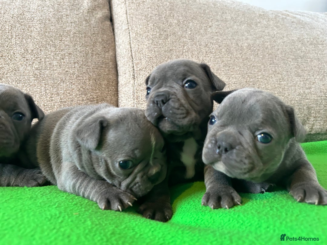 French Bulldog dogs for sale: Solid Blue French Bulldog female puppies - Image 25