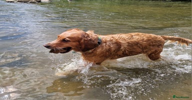 Golden Retriever dogs - Advert 16