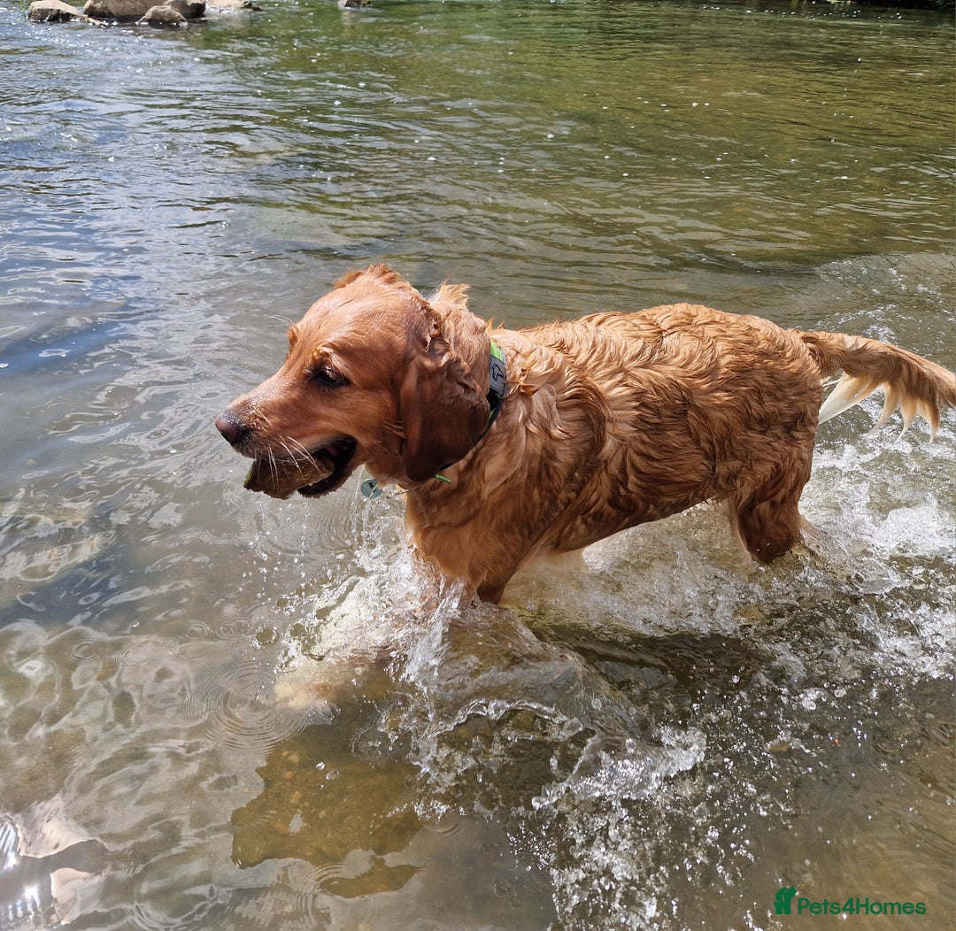 Golden Retriever dogs for sale: Gorgeous dark golden litter - Image 3