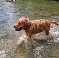 Golden Retriever dogs - Advert 4