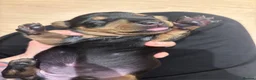Dachshund dogs for sale: Gorgeous dacshund puppies for sale  - Advert 20