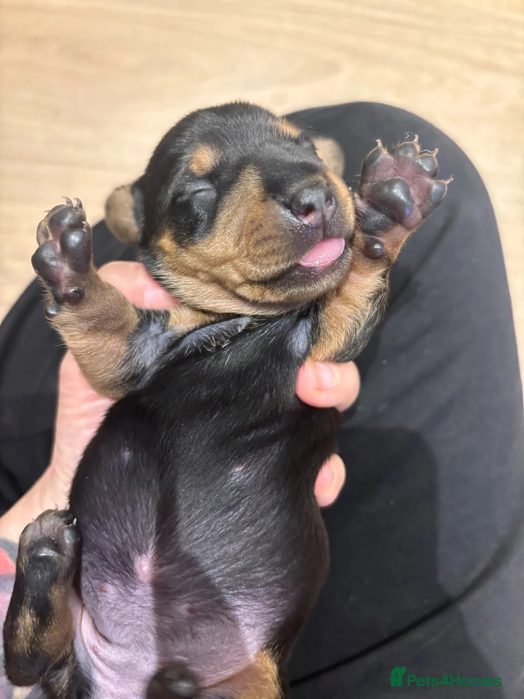 Dachshund dogs for sale: Gorgeous dacshund puppies for sale  - Advert 20