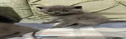 British Shorthair cats for sale: BSH beautiful Kittens 💗💙💗💙 - Advert 3