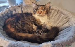 Maine Coon cats for sale: Beautiful Maine Coon kittens  - Image 17